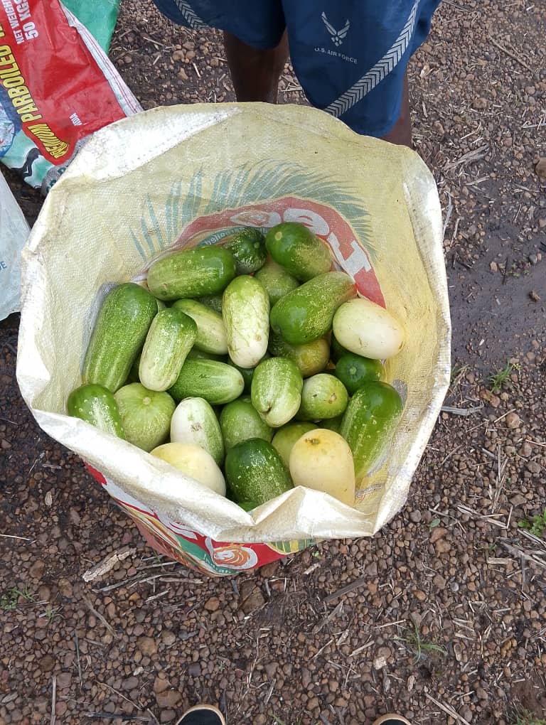 cucumber fruits