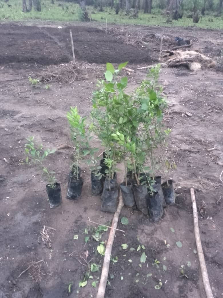 nursery seedlings