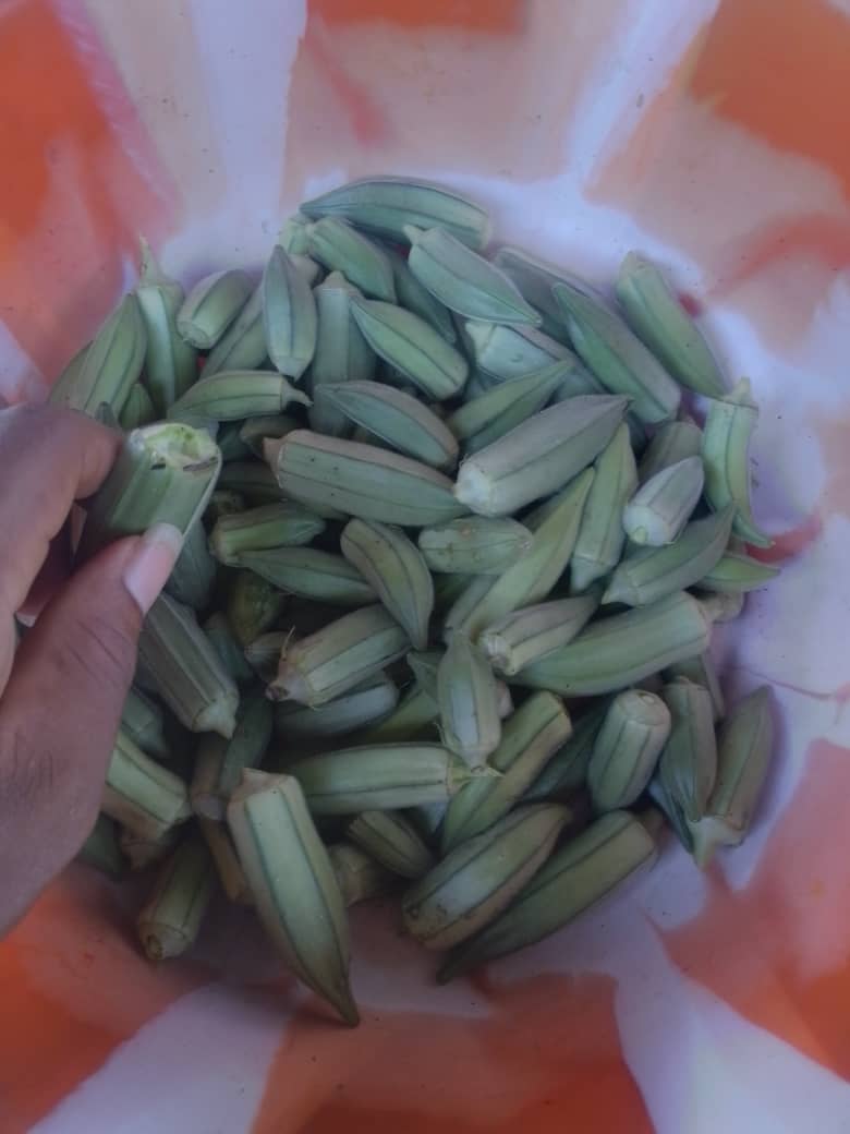 okra seeds harvested