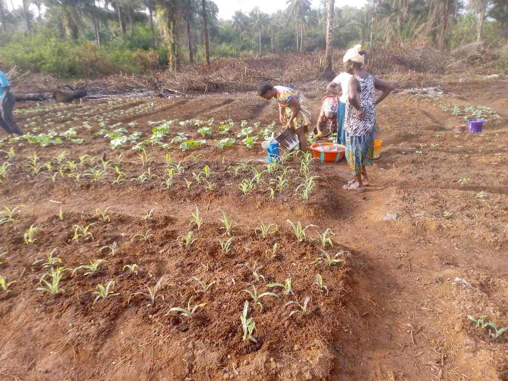 seed germination